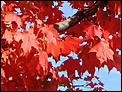 Fall pictures-red-leaves.jpg