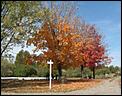 Fall pictures-trees.jpg
