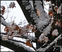 Fall pictures-snow-maple.jpg