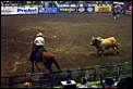 Info on Calgary Stampede Please-bull-riding-014.gif
