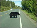 Moved: Bears-may-2007-109.jpg