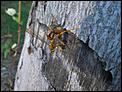 Great Black Wasp-bugs-1.jpg