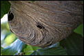 Great Black Wasp-dsc_0895.jpg