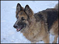 What about the dog!-phoenix-winter-09-number1.jpg