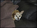 What about the dog!-chance-winter09number-1.jpg