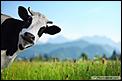 Buying a House-funny-cow-green-meadow.jpg