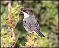 oiseaux-sardinian-warbler.jpg