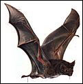 The Official Goodnight Thread ;)-chiroptera-common_vampire_bat-desmodus_rotundus.jpg