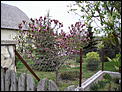 Tree Identification-blossom1.jpg