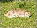 Photo tour of Hungary-calf-chilling-out-1.jpg