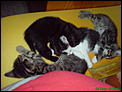 kittens, anyone?-asleep.jpg