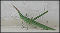 Grasshopper ?-webbug.jpg