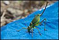Grasshopper ?-insect-1-.jpg