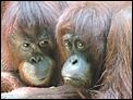 Trip to Kota Kinabalu-3-orangutans.jpg