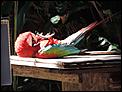 Trip to Kota Kinabalu-4-dead-parrot.jpg