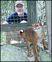 Rare Borneo Bay Cat seen-bornean-bay-cat-cage.jpg