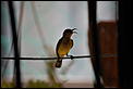 Yellow breasted sunbirds-dsc_0483.jpg