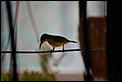 Yellow breasted sunbirds-dsc_0486.jpg