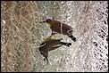 Yellow breasted sunbirds-dsc_0502.jpg