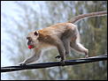 Thieving monkeys-monkey-76.jpg