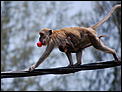 Thieving monkeys-monkey-85.jpg