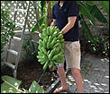 Gardening In Tropical  Malaysia-bananas.bmp.jpg