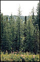 Camp Sites/Things to See &amp; Do in BC --trees-4.jpg