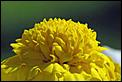 Post The Latest Picture You Have Taken-marigold.jpg