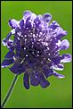 Post The Latest Picture You Have Taken-scabiosa-columbaria-butterfly-blue.jpg