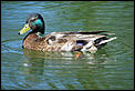 Post The Latest Picture You Have Taken-mallard.jpg