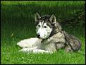 Wolf/Dog Hybrids-dog.jpg