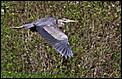Post The Latest Picture You Have Taken-heron-flight-3.jpg