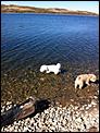 Pictures of your pets!-fall-2012-lake.jpg