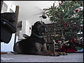 Pictures of your pets!-winter-2012-007.jpg