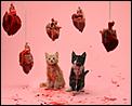 Where has my Karma gone ?-kittens-hearts.jpg