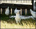 Post The Latest Picture You Have Taken-chickens-2-months-old.jpg