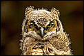 Post The Latest Picture You Have Taken-great-horned-owlet-1.jpg