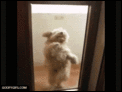 This thread is for Stinkpup-picgifs-dancing-765348.gif