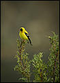 Anyone into birds?-goldfinch.jpg