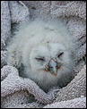 Anyone into birds?-tawny-owlet-1-1-.jpg