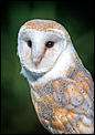 Anyone into birds?-barn-owl-1-1-1-.jpg