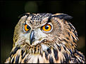 Anyone into birds?-eagle-owl-1-1-.jpg