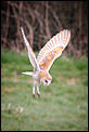 Anyone into birds?-barn-owl-2-1-1-.jpg