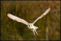 Anyone into birds?-barn-owl-3-1-1-.jpg