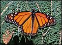 Anyone into birds?-monarch-butterfly.jpg