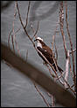 Anyone into birds?-osprey-1-1-1-.jpg