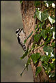 Anyone into birds?-downy-woodpecker1-1-1-.jpg