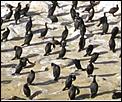 Anyone into birds?-cormorants.jpg