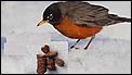 Random stuff - the anything else thread-robin.jpg