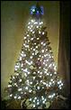 Is your tree up yet?-christmas-tree-sm.jpg